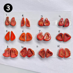 Geode Pairs by Selection 15-20mm Orange My Store