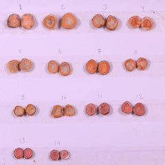 Geode Pairs ( Earring ) by Selection 10-20 mm Orange Color Geodes My Store