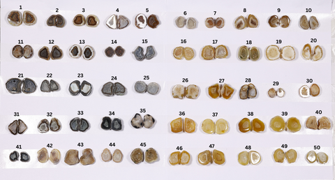 Geode Pairs ( Earing ) by Selection 10 - 20 mm Black Beige My Store