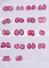 Geode Pairs ( Earring ) by Selection 20 - 25 mm  Pink Color My Store