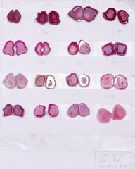 Geode Pairs ( Earring ) by Selection 20 - 25mm  Pink Color My Store